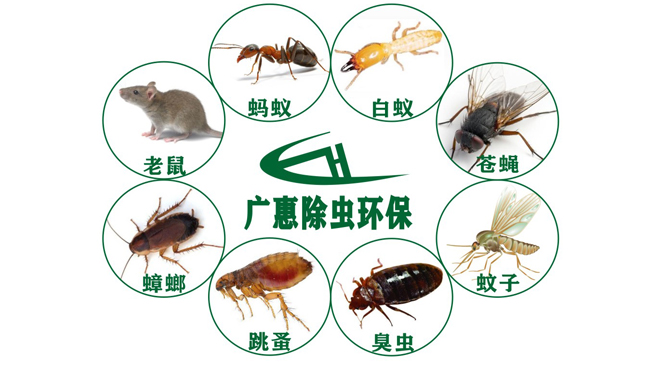 愛國衛生月，話說“除四害” | 健康科普